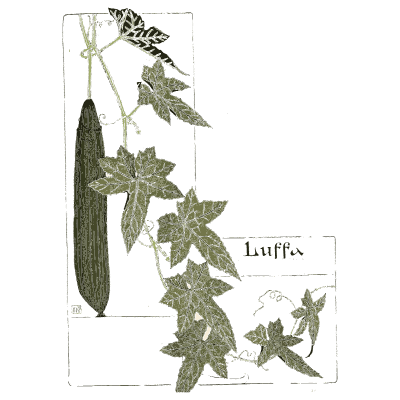 Luffa vine - Étude de la Plante - 1903