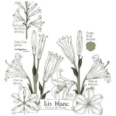 Madonna lily flower details 02 - Étude de la Plante - 1903