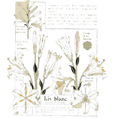 Madonna lily flower details 01 - Étude de la Plante - 1903