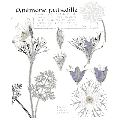 Pasque flower study - Étude de la Plante - 1903