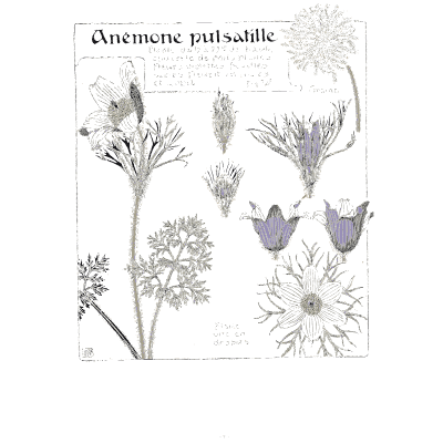 Pasque flower - Étude de la Plante - 1903