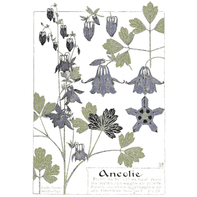 Columbine study - Étude de la Plante - 1903