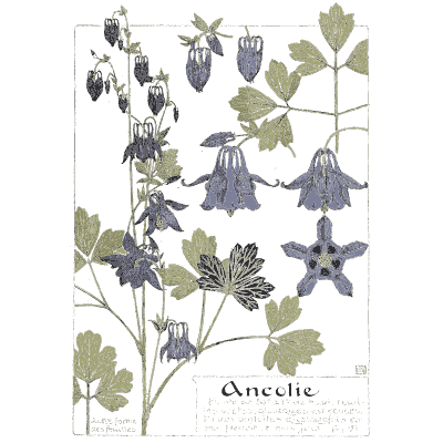 Columbine - Étude de la Plante - 1903