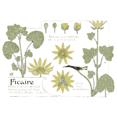 Lesser celandine flower study - Étude de la Plante - 1903