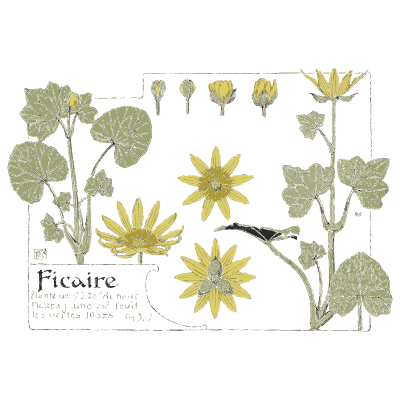 Lesser celandine - Étude de la Plante - 1903