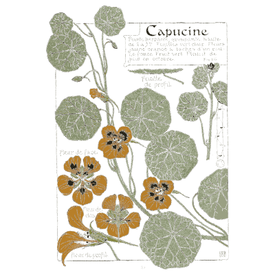 Nasturtium study - Étude de la Plante - 1903