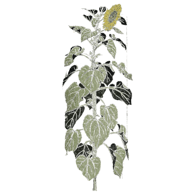 Sunflower stalk - Étude de la Plante - 1903