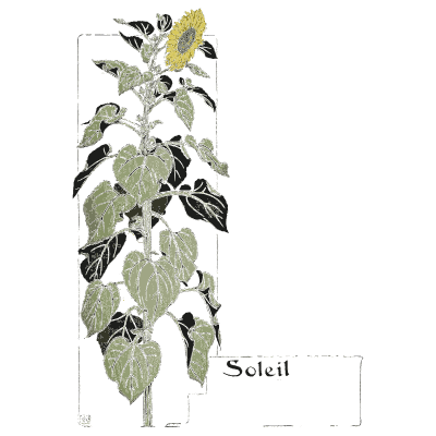 Sunflower plant - Étude de la Plante - 1903