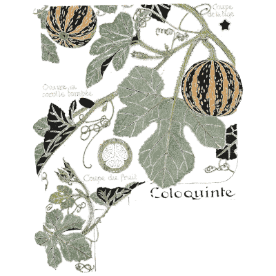 Colocynth gourd study - Étude de la Plante - 1903