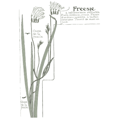 Freesia stem study - Étude de la Plante - 1903