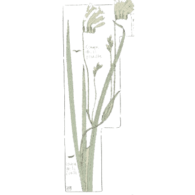 Freesia plant - Étude de la Plante - 1903