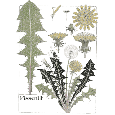 Dandelion study - Étude de la Plante - 1903