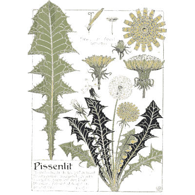Dandelion - Étude de la Plante - 1903