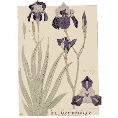 German iris study - Étude de la Plante - 1903