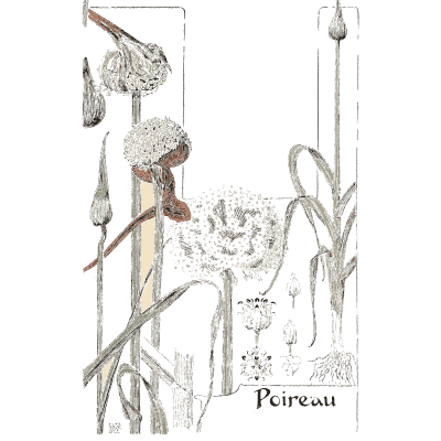 Leek flower heads - Étude de la Plante - 1903