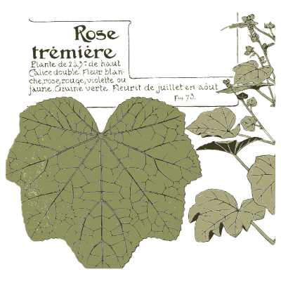 Hollyhock study - Étude de la Plante - 1903