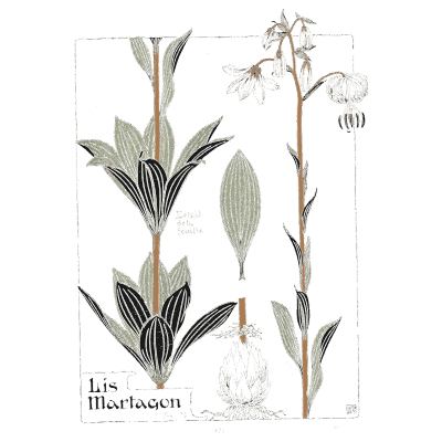 Martagon lily stem study - Étude de la Plante - 1903