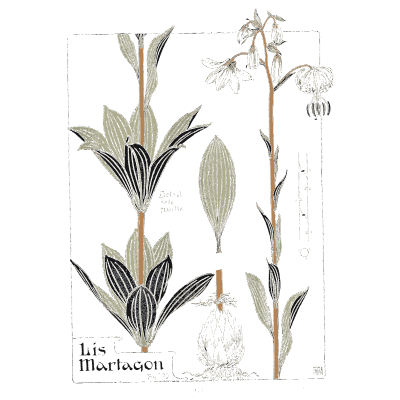 Martagon lily plant - Étude de la Plante - 1903