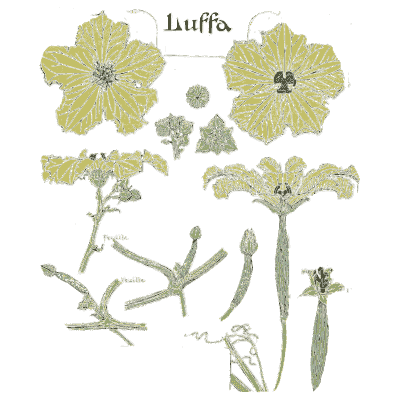 Luffa flower study - Étude de la Plante - 1903