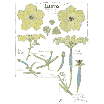 Luffa flower details - Étude de la Plante - 1903