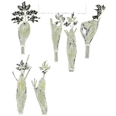 Leek and onion studies - Étude de la Plante - 1903