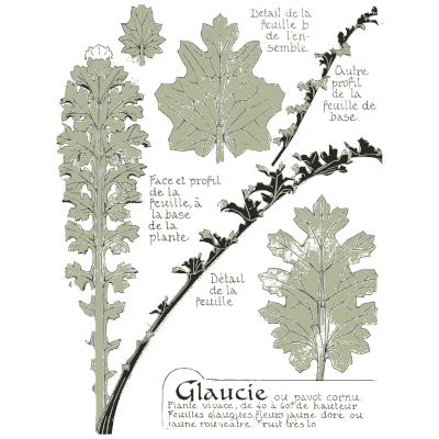 Horned poppy leaf details - Étude de la Plante - 1903