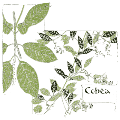 Cobaea leaf study - Étude de la Plante - 1903