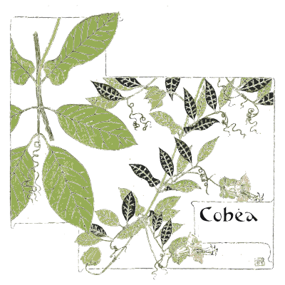 Cobaea vine details - Étude de la Plante - 1903