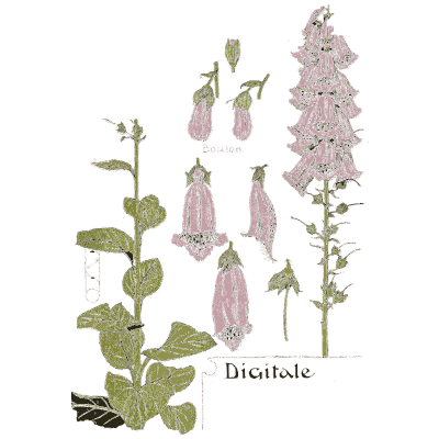 Foxglove study - Étude de la Plante - 1903