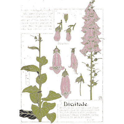 Foxglove - Étude de la Plante - 1903