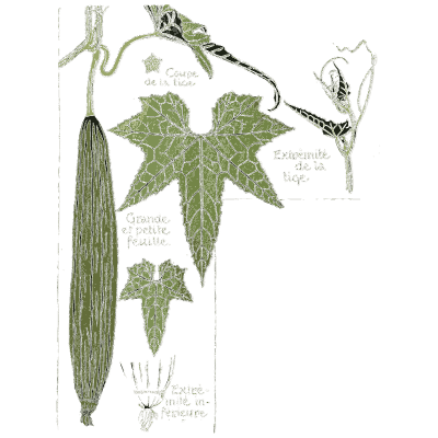Luffa vine study - Étude de la Plante - 1903
