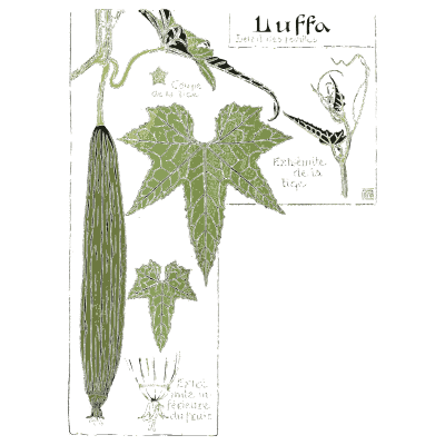 Luffa leaf details - Étude de la Plante - 1903