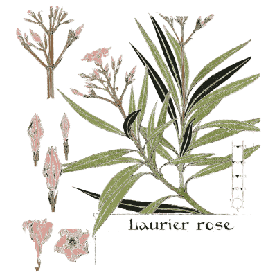Oleander study - Étude de la Plante - 1903