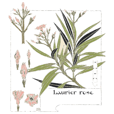 Oleander - Étude de la Plante - 1903