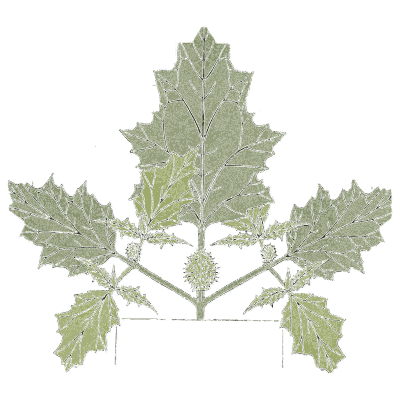 Thistle leaf study - Étude de la Plante - 1903