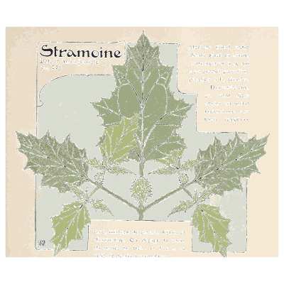 Thorn apple leaf - Étude de la Plante - 1903