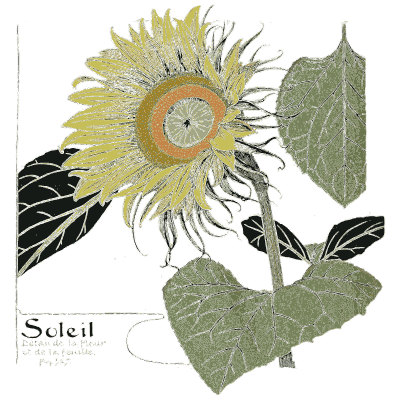 Sunflower study 02 - Étude de la Plante - 1903