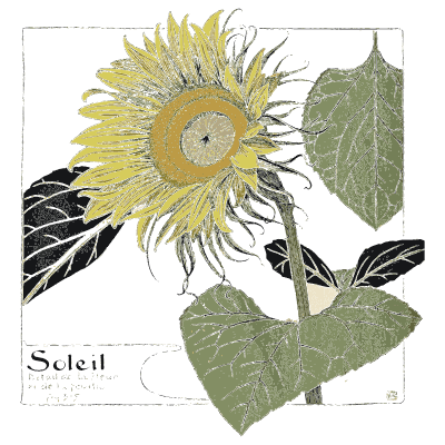 Sunflower head and leaf - Étude de la Plante - 1903