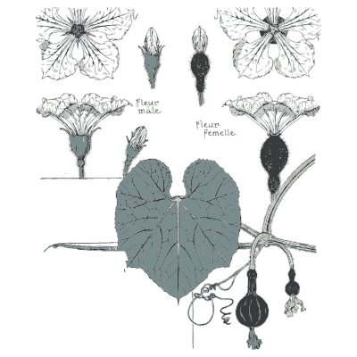 Gourd flower study - Étude de la Plante - 1903
