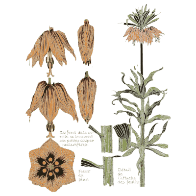 Crown imperial flower details - Étude de la Plante - 1903