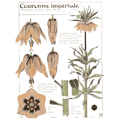Crown imperial plant - Étude de la Plante - 1903