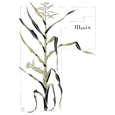 Maize plant - Étude de la Plante - 1903