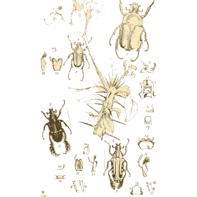 Plate of beetles and insect details - Arcana Entomologica - 1841