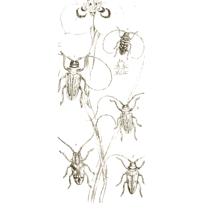 Beetles on a flowering stem - Arcana Entomologica - 1841