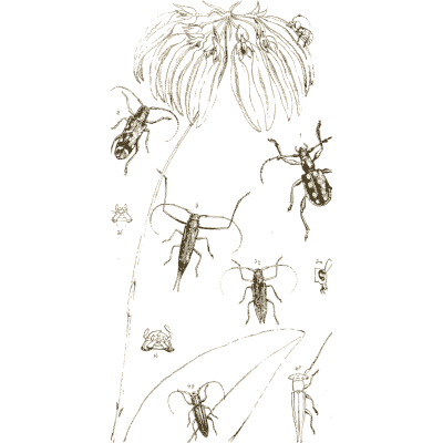 Beetles and bugs around a flower head - Arcana Entomologica - 1841