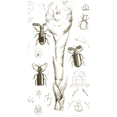 Ground beetles with dissection details - Arcana Entomologica - 1841
