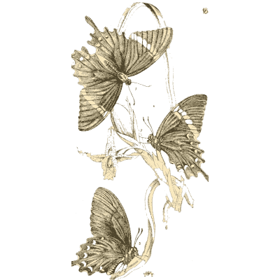 Swallowtail butterflies on a plant 01 - Arcana Entomologica - 1841