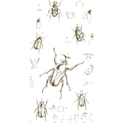 Horned scarab beetles - Arcana Entomologica - 1841
