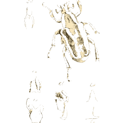 Flower chafer beetle - Arcana Entomologica - 1841