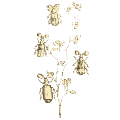Beetle specimens around a stem 01 - Arcana Entomologica - 1841